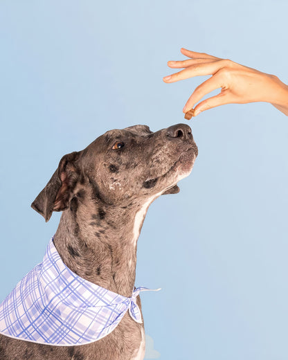 Dog is Human DM-01 The Daily Multivitamin - Human-Grade Dog Vitamins & Supplements - All-in-One Chew with Probiotics, CoQ10, Essential Vitamins for All Breeds & Ages